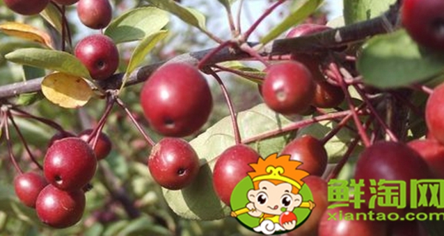 北美海棠的果实可以吃吗,紫色果实的北美海棠是哪个品种
