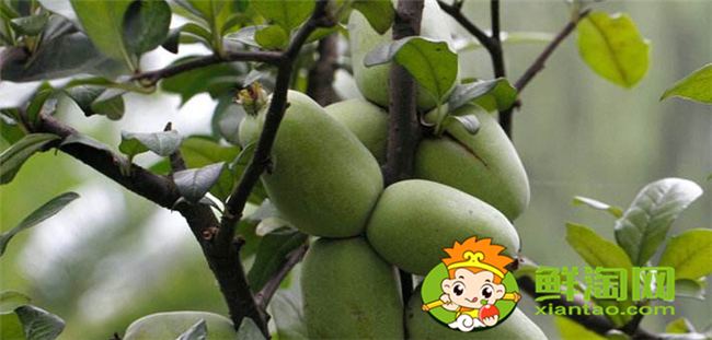 贴梗海棠的果实是什么果,贴梗海棠果实核是什么样