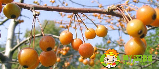 垂丝海棠果实能泡酒喝吗,垂丝海棠果实几月份成熟