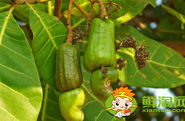 腰果什么时候成熟上市,腰果价格多少钱一斤