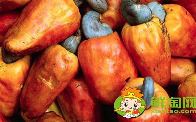 腰果什么时候成熟上市,腰果价格多少钱一斤