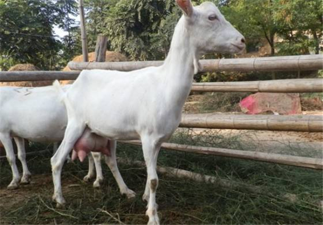 国产纯羊奶品牌有哪些,纯羊奶品牌排行榜