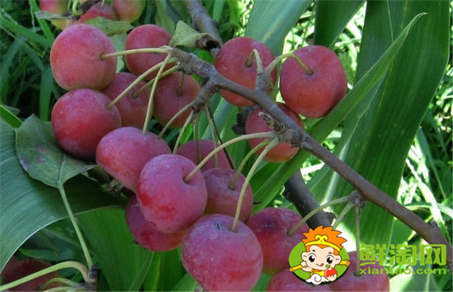 绚丽海棠果实什么颜色,绚丽海棠之果实图片