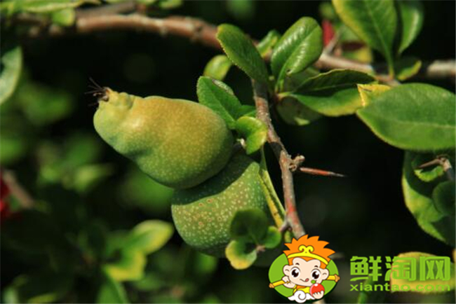 贴梗海棠果实可以吃吗,贴梗海棠果实如何食用