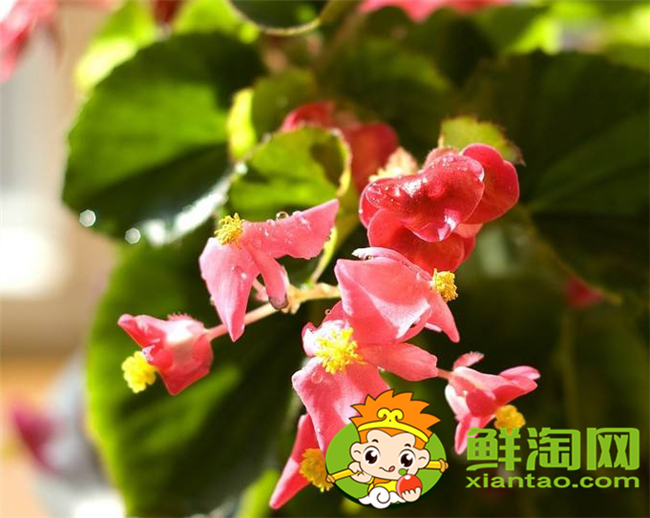 什么品种的北美海棠好看,北美海棠品种介绍图片