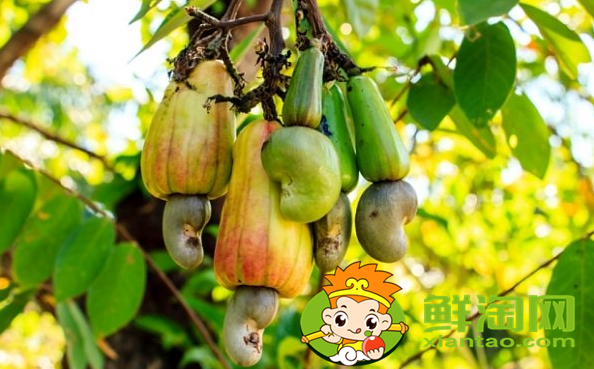 腰果的紫色皮需要剥掉吗,紫衣腰果与腰果区别