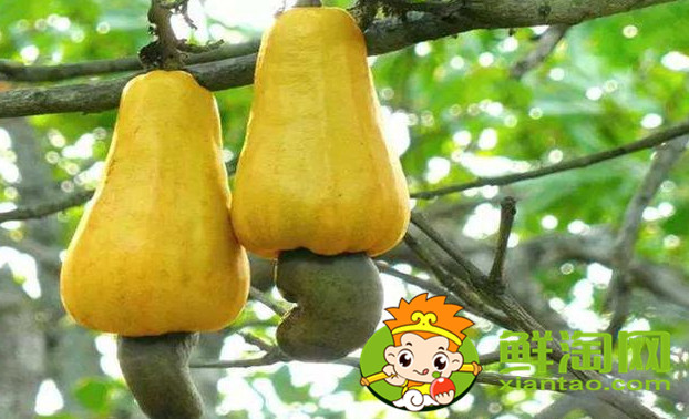 紫腰果和白腰果的区别,腰果白色的好还是花色品种好