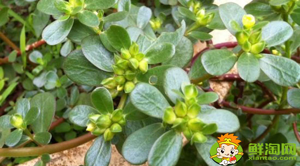 马齿觅和马齿苋一样吗,马齿苋红色好还是绿色好
