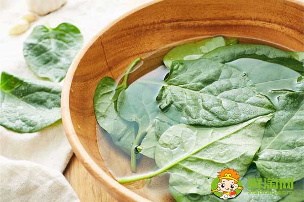 大叶木耳菜如何催芽,木耳菜种子催芽方法五种方法