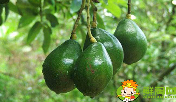 牛油果怎么吃好吃,牛油果的营养价值