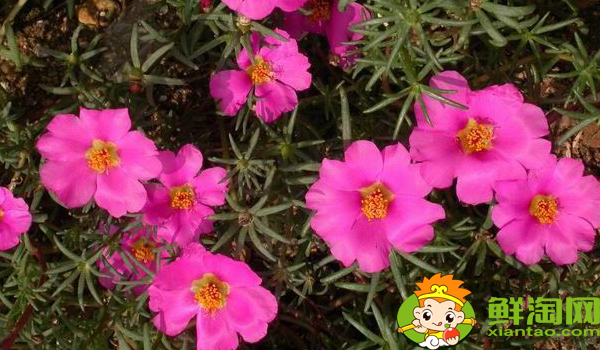 马齿苋有几种颜色,马齿苋的根有几种颜色的