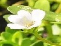 假马齿苋可以吃吗,真假马齿苋最大区别