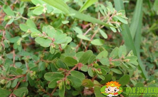 马齿苋和地锦草的区别,假马齿苋别名叫什么