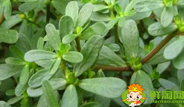 马齿苋和地锦草的区别,假马齿苋别名叫什么