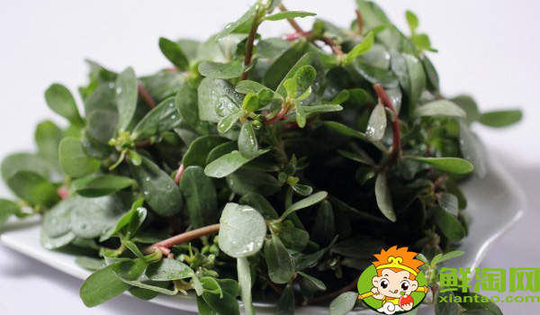 假马齿苋可以吃吗,真假马齿苋最大区别
