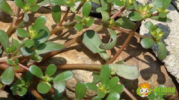 马齿苋的杆可以吃吗,马齿苋青杆和红杆有什么区别