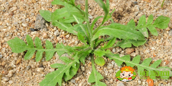 雪里红是什么季节的菜,雪里红和荠菜的区别