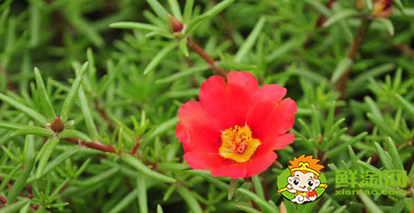 马齿苋有几种品种,能吃的马齿苋有几种