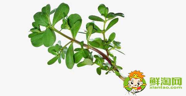 马齿苋有几种品种,能吃的马齿苋有几种