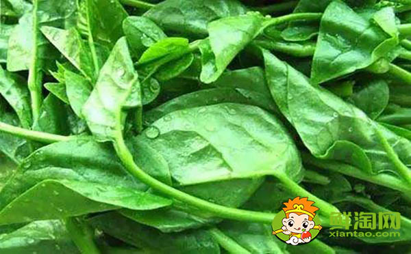 大叶木耳菜种子需要催芽吗,木耳菜催芽为什么要放醋