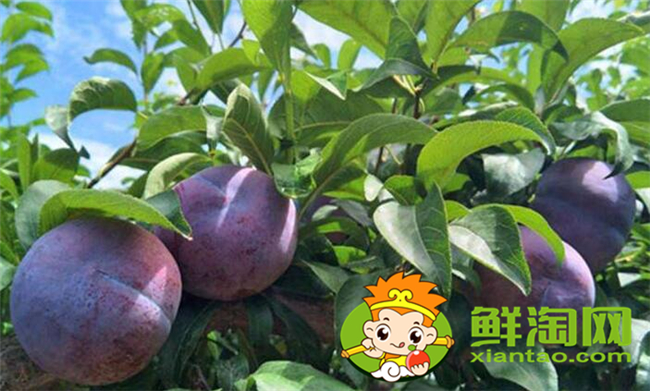 陕西黑布林几月份成熟,黑布林怎么算熟了