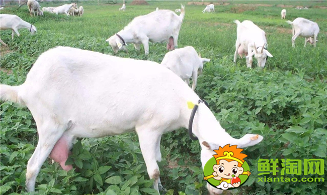 婴儿喝羊奶好还是牛奶好,进口纯羊奶排行榜10强