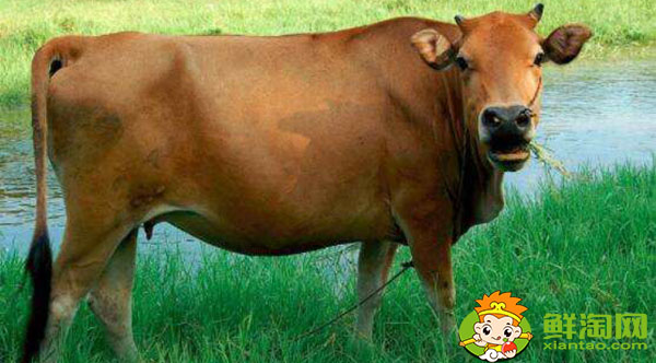 羊奶粉好还是牛奶粉好,羊奶粉和牛奶粉的区别