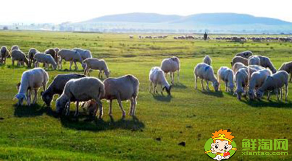 羊奶粉好还是牛奶粉好,羊奶粉和牛奶粉的区别