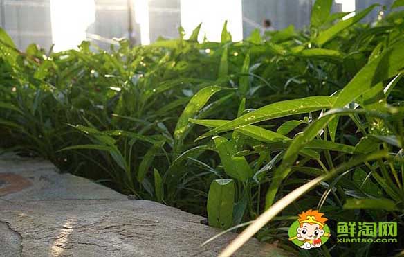 空心菜品种哪种好,口感最好的空心菜品种