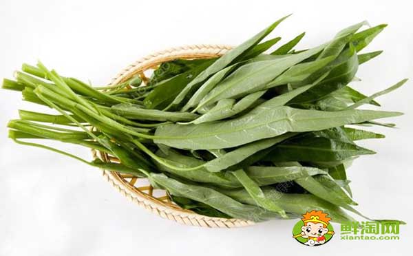 空心菜嫩的怎么挑,泰国竹叶空心菜特点