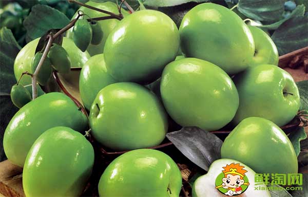 青枣适合什么地方种植,青枣产地主要在哪个省