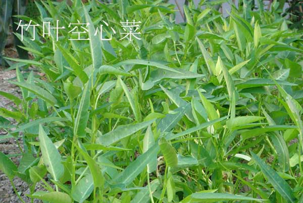 竹叶和柳叶空心菜哪个产量高,小柳叶空心菜是不是青梗的