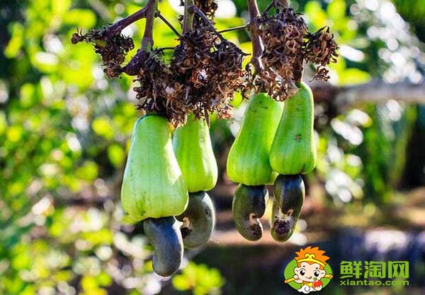 腰果主要产自哪个国家,世界腰果主产国排名榜