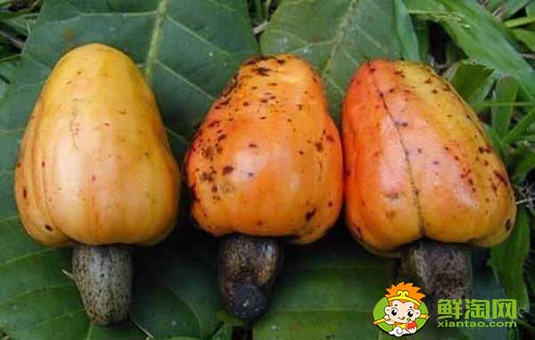 腰果主要产自哪个国家,世界腰果主产国排名榜