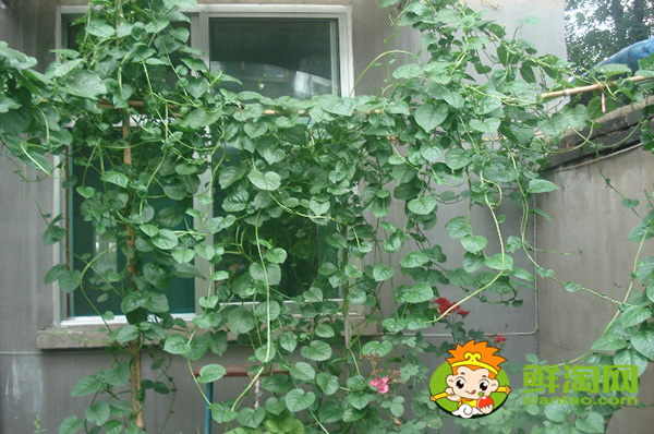 种植木耳菜需要搭架子吗,木耳菜架子搭多高