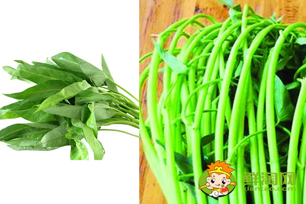 大叶和小叶空心菜有什么区别,大叶和小叶空心菜的区别