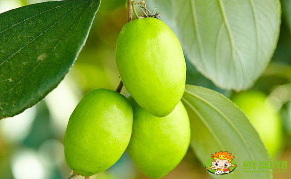 台湾青枣有几个品种,台湾青枣哪个品种最好