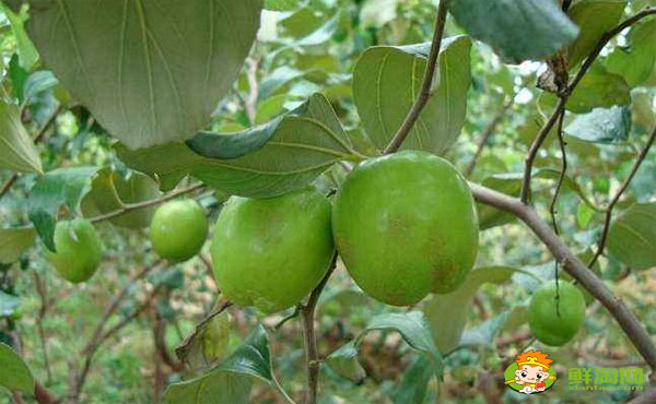 台湾青枣有几个品种,台湾青枣哪个品种最好