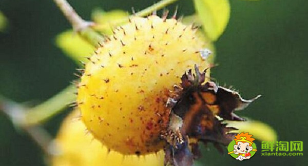 野生的刺梨是什么样的,野生刺梨有几种