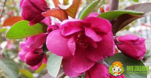 北美海棠红色叶子是什么品种,北美海棠中果子最大的品种