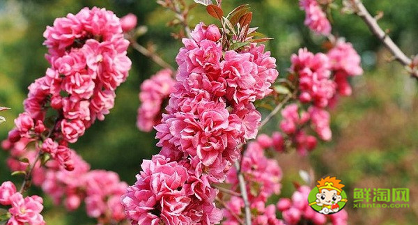 北美海棠红色叶子是什么品种,北美海棠中果子最大的品种