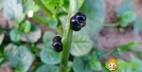 紫色木耳菜能吃吗,木耳菜结的果实怎么吃