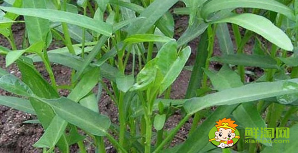 空心菜摘了还能长吗,空心菜怎么摘菜