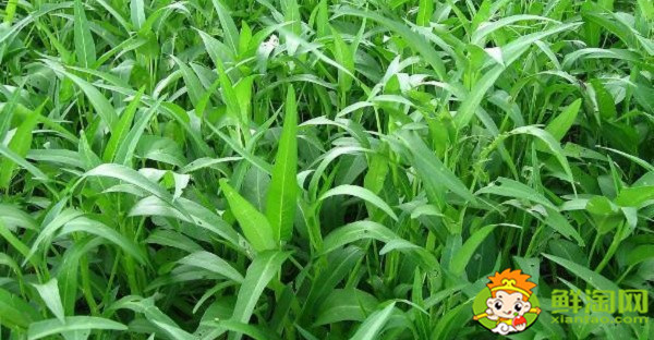 空心菜摘了还能长吗,空心菜怎么摘菜