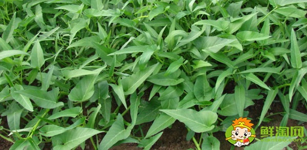 空心菜摘了还能长吗,空心菜怎么摘菜