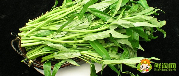 藤菜有哪几种,藤菜和空心菜有什么区别