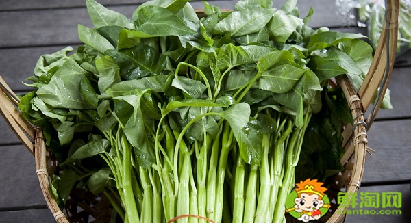 藤菜有哪几种,藤菜和空心菜有什么区别