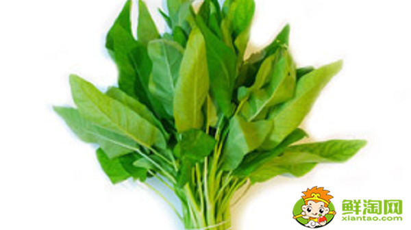 藤菜有哪几种,藤菜和空心菜有什么区别