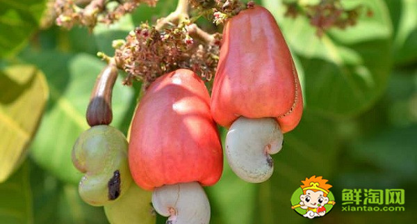 腰果上面的水果就是莲雾吗,和腰果很像的是什么