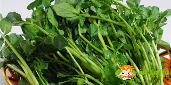 马齿苋是不是东洋草,东洋草与马齿苋有区别吗